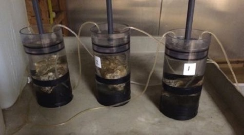 Example of the flow-through set up used to measure denitrification activity. Each chamber contains live oysters. © A. Arfken/VIMS.