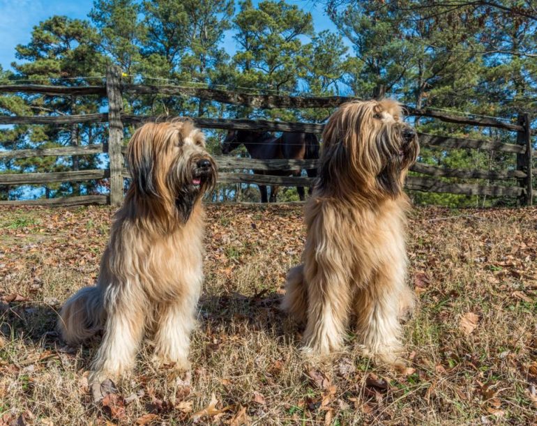 Liberty and Justice retired at the end of 2018 due to multiple factors. (WYDaily/Courtesy Colonial Williamsburg)