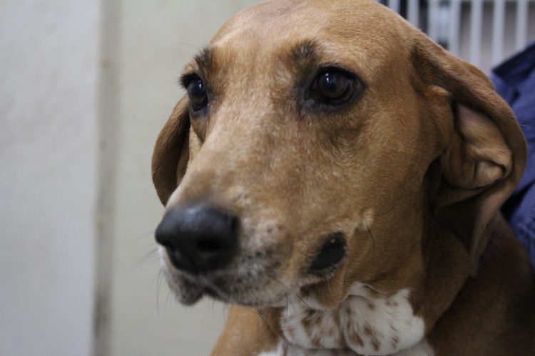 In many pet shelters, pets are returned often for a variety of reasons from illness to social issues, according to a survey from the ASPCA. But the Heritage Humane Society hasn’t encountered this problem. (Alexa Doiron/WYDaily)