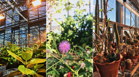 Students had the chance to learn about the plants growing in the Integrated Science Center Greenhouse as part of Campus Park Rx Day. (Kristen Popham '20/W&M News)