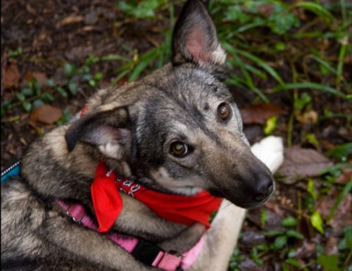 While she may look like a German Shepherd, Patriot is “100 percent Middle Eastern mountain dog,” according to Griffin. (Courtesy Jennifer Griffin)