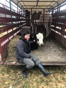 Victoria Nation poses with Ferdinand after he was captured Jan. 3. For over two weeks, Ferdinand the young bull wandered the woods near Interstate 64 in York County. With the help of some cowboys, he was rescued and found his freedom. (Courtesy photo/Victoria Nation)