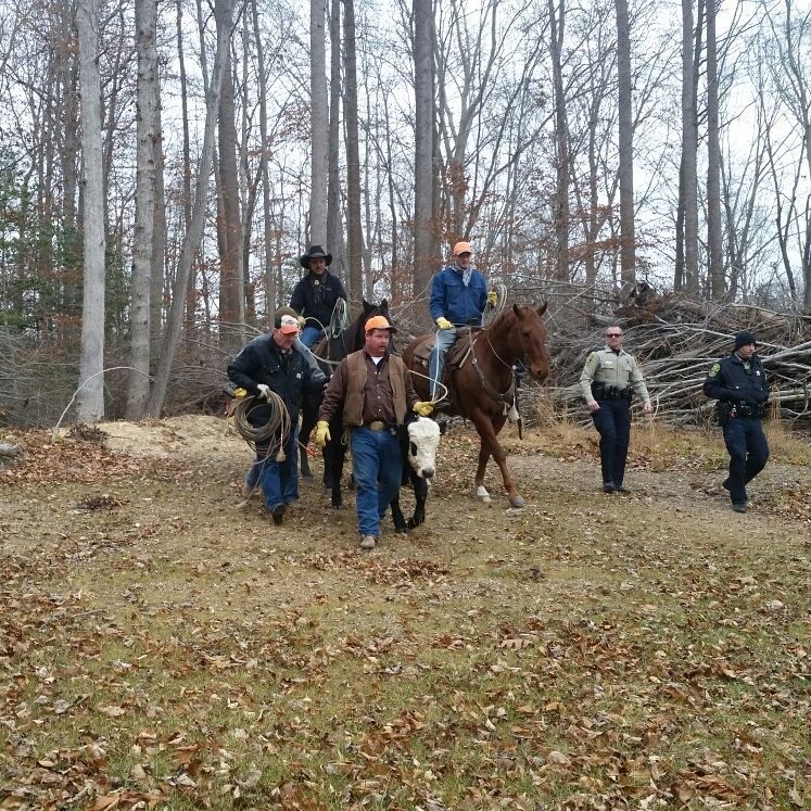 For over two weeks, Ferdinand the young bull wandered the woods near Interstate 64 in York County. With the help of some cowboys, he was rescued and found his freedom. (Courtesy photo/Victoria Nation)