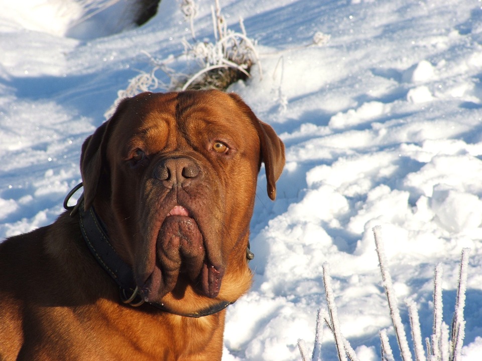 It's not just in the summer that pets can succumb to weather-related health conditions. The winter also poses different threats to an animal's well-being. (WYDaily)