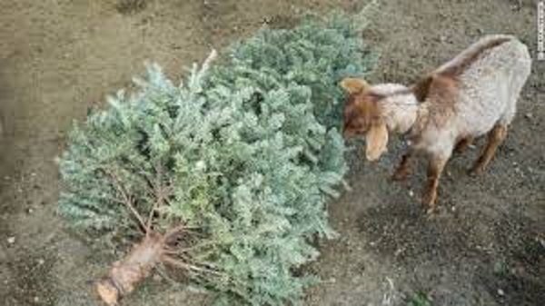 Goatworx will pick up your Christmas tree for its goats. (Courtesy photo/Commonwealth Goatworx)