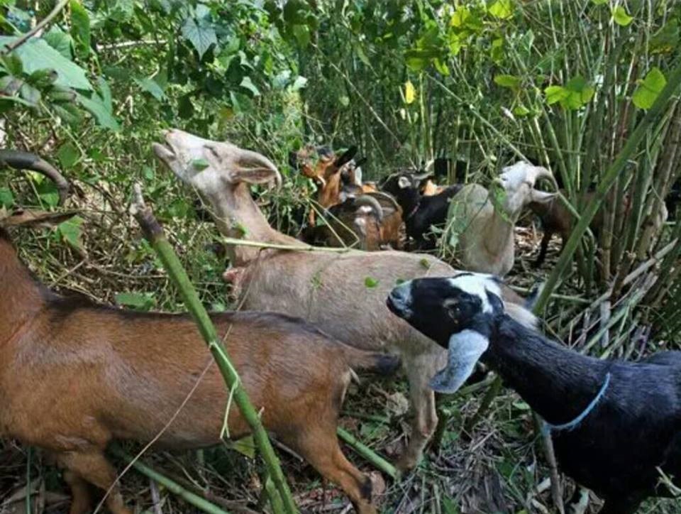 (Courtesy photo/Commonwealth Goatworx)