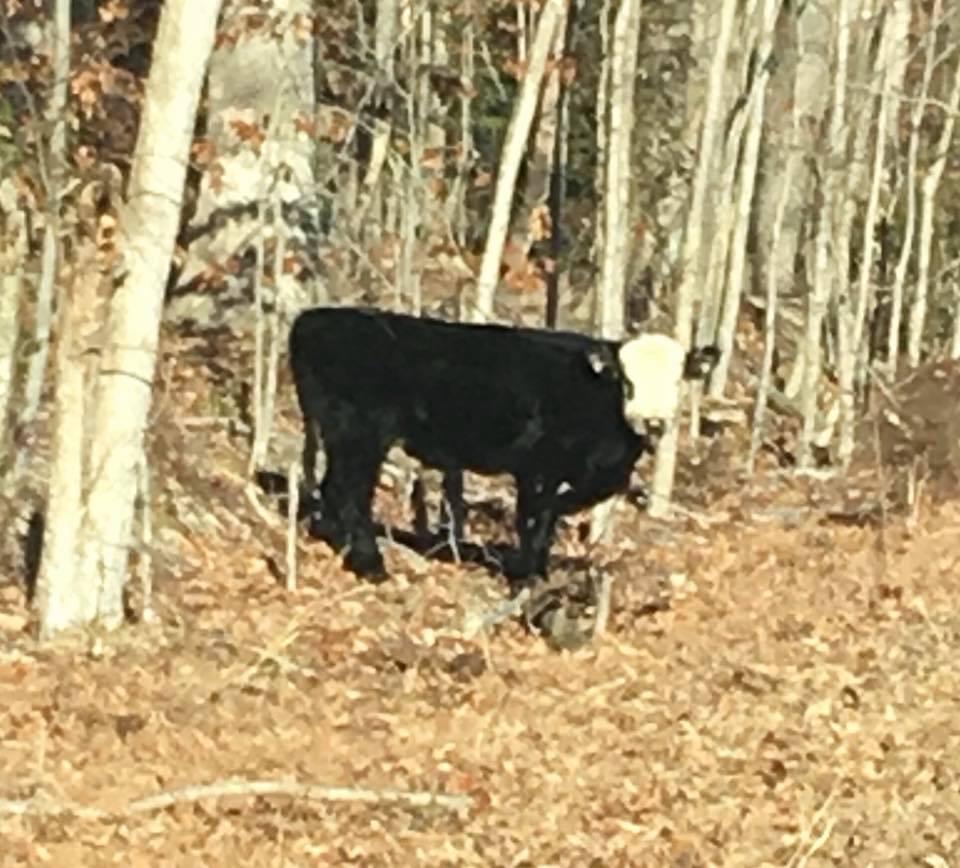 The elusive bovine remains on the loose. (Courtesy York Poquoson Sheriff's Office)