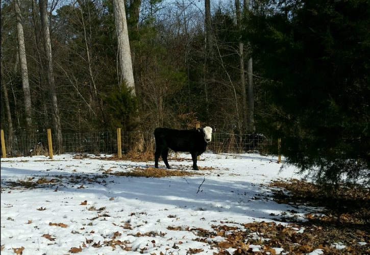For over two weeks, Ferdinand the young bull wandered the woods near Interstate 64 in York County. With the help of some cowboys, he was rescued and found his freedom. (Courtesy photo/Victoria Nation)
