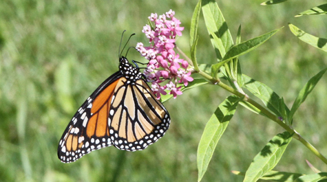 An adult monarch butterfly rests on blooming milkweed. Jack Boyle, a Mellon Postdoctoral Fellow of Environmental Science and Policy at William & Mary, has been using the web to mine millions of century-old botany records to track abundance patterns of American milkweed and chart impact on monarch butterflies. (Photo courtesy/R. A. Nonenmacher)