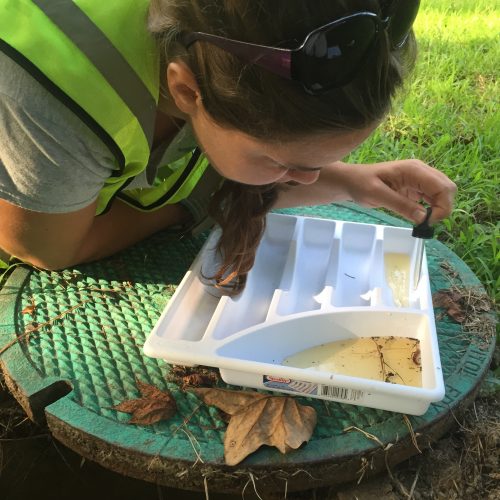 With approximately 34 species of mosquitoes in the region, the York County Mosquito Control spends a lot of time in the field getting to know the bugs close up and personal. (Photo courtesy of Betsy Hodson)