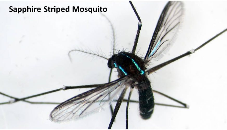 The York County Mosquito Control works to reduce the number of disease-carrying mosquitoes in the area. (Photo courtesy of Michelle Slosser)