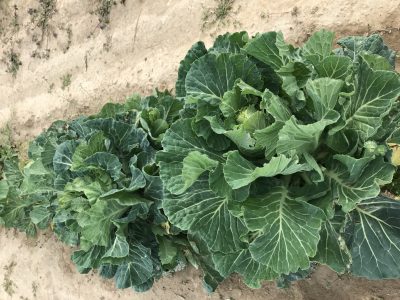 KelRae Farm's collard greens are available at the Williamsburg Farmers Market (photo courtesy of KelRae Farm.)