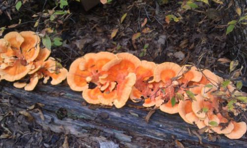 Haas mushrooms will be available at the Williamsburg Farmers Market on March 3. 