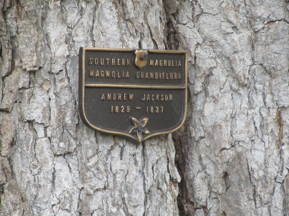 Andrew Jackson's Magnolia tree in the White House lawn. (Courtesy Achuertas/Flikr)