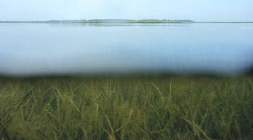 Submerged Aquatic Vegetation: The interface between air and water near the Goodwin Islands reveals a mixed bed of eelgrass and widgeongrass. Photo by E. French/VIMS.