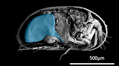 Rendering of male specimen of a living ostracod species shows proportion of anatomy devoted to reproduction. Overdevelopment of male genitals contributed to the extinction of a number of ostracod species during the Cretaceous Period. (Photo illustration by Dietmar Keyser, University of Hamburg)