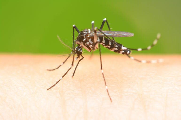 National Mosquito Awareness week is June 24-30. (WYDaily/Adobe)