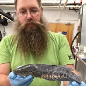 Associate Professor Eric Hilton with the first snakehead collected from the James River drainage. Hilton is Curator of Fishes for the Nunnally Ichthyology Collection at VIMS. (Sarah Huber/VIMS)