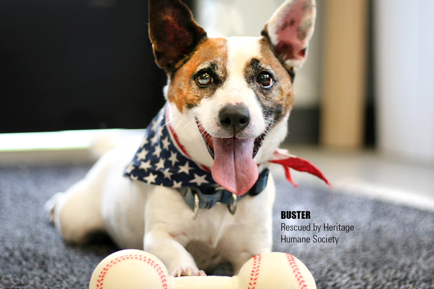 When fireworks shows happen this Fourth of July, help your pet stay calm during the loud noises by preparing beforehand. (WYDaily/Courtesy of Heritage Humane Society)