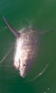 VIMS scientists estimate the larger of the pair of great white sharks was 12-13 feet long. A shark that size likely weighs around 1,300 pounds. (VIMS/K. O'Brien)