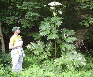 A giant hogweed plant, whose sap can cause severe blistering that may last months or even years (WYDaily/Courtesy of New York Department of Environmental Conservation)