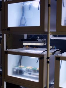 The research team held coral larvae in floating plastic containers during their experiments. The bottom tank holds coral nubbins used in a different experimental treatment. (VIMS/Courtesy of Emily Rivest)