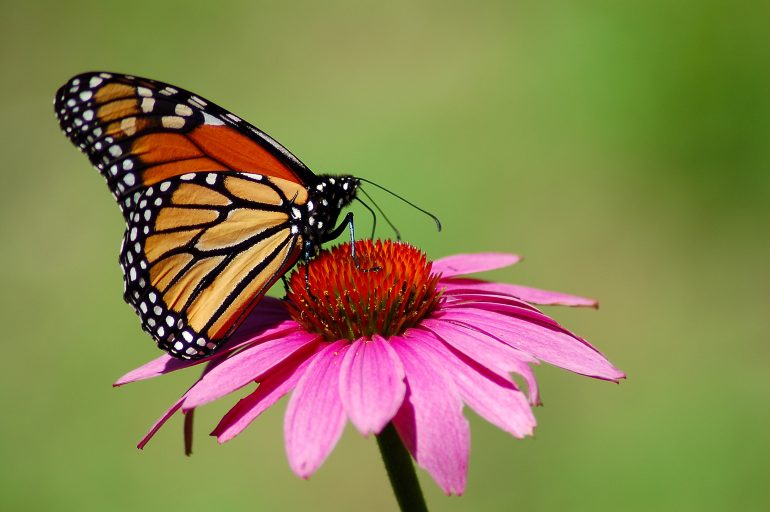 Photo of a monarch buttrefly