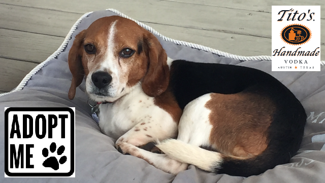 Bert is a very handsome young man, and he'd like to join your family. (WYDaily/ Courtesy Homes Fur Hounds)