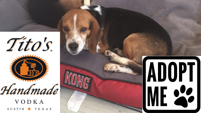 Ernie is looking for a home. (WYDaily/ Courtesy Homes Fur Hounds)