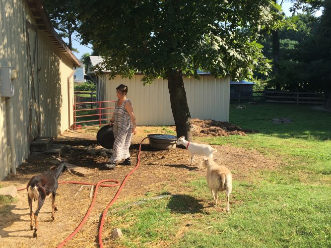 Anderson does most of the work herself, including harvesting honey from her personal beehive to collecting sassafras off the side of the road, but she credits a strong support system of friends and family for her success. (WYDaily/Alexa Doiron)