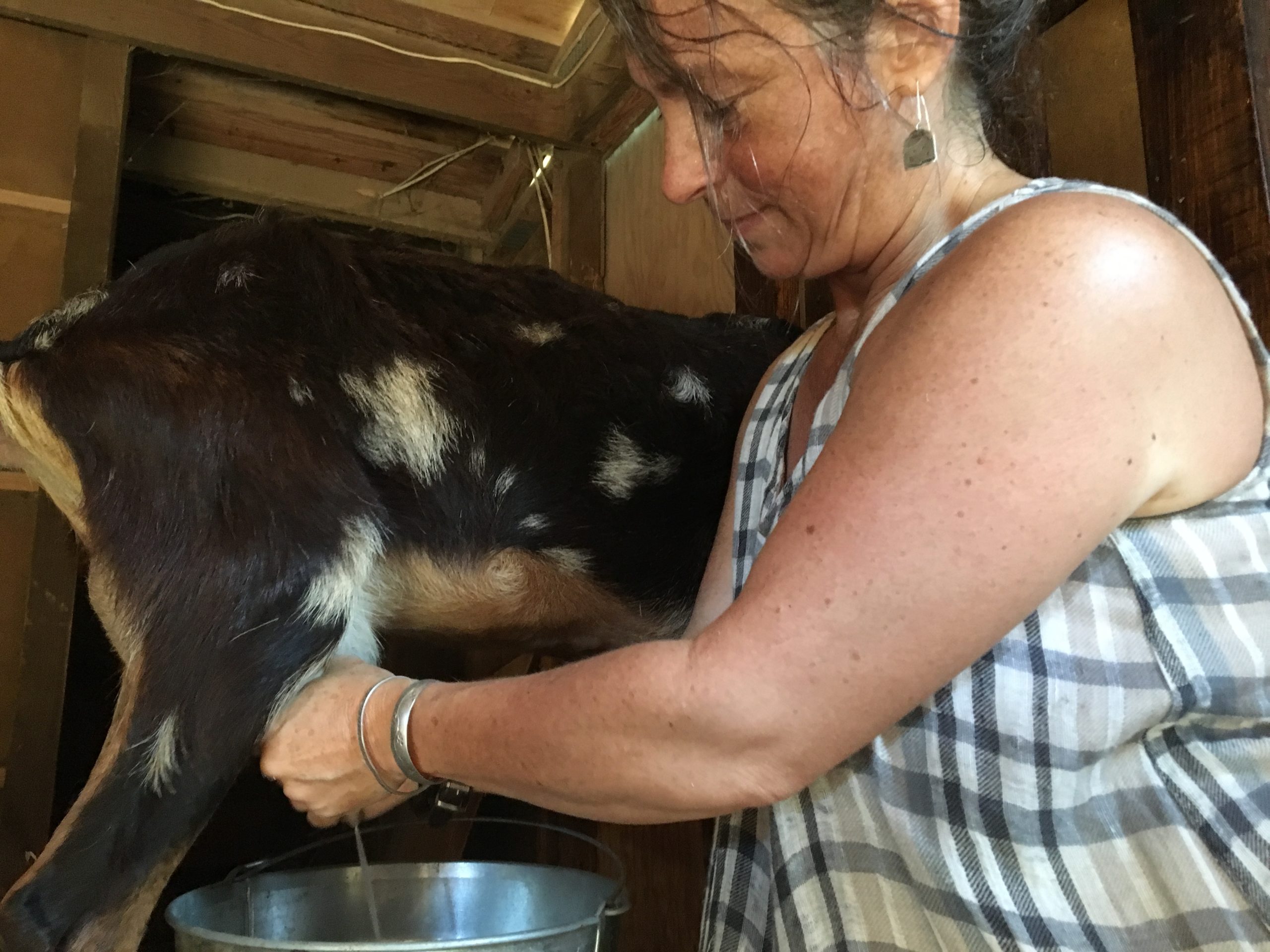 Anderson tries to get out to the farm early to beat the heat of the day. Her process for producing the goats milk that the soap is made of begins from the moment of a conception to hand-cutting hundreds of bars of soap. (WYDaily/Alexa Doiron)