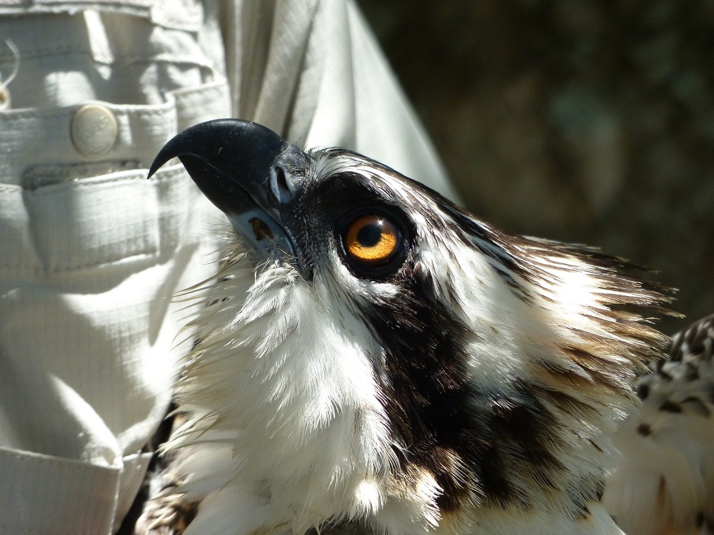 The young osprey was euthanized after its left wing was injured in its Gloucester Point nest by a plastic fishing line. (WYDaily/ Courtesy David Malmquist)
