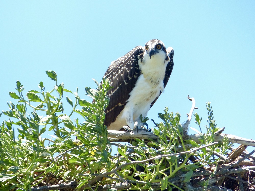 The osprey chick in its nest. (WYDaily/Courtesy David Malmquist)