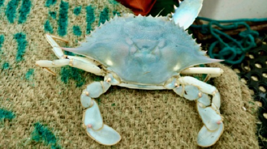 Rare blue crab: The crab caught by local crabbers Jim McInteer and Alan Payne is completely blue. (WYDaily/Courtesy of Jim McInteer)