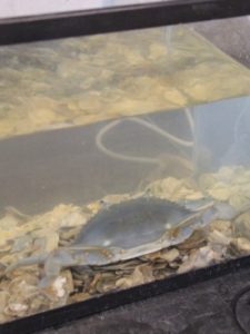 The all-blue blue crab in a tank at VIMS. (WYDaily/Courtesy of C. Katella)