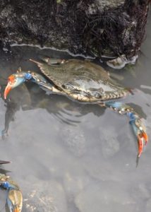 The blue crab Callinectes sapidus typically has a brown carapace with blue legs. (WYDaily/Courtesy of K. Rebenstorf)