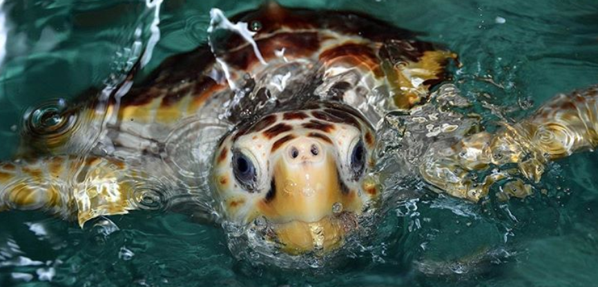 The Virginia Living Museum is asking the public to help name its loggerhead sea turtle. (WYDaily photo/Courtesy Virginia Living Museum)