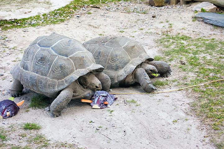 Breakfast with the Animals returns in August. (Southside Daily photo/Courtesy of The Virginia Zoo)