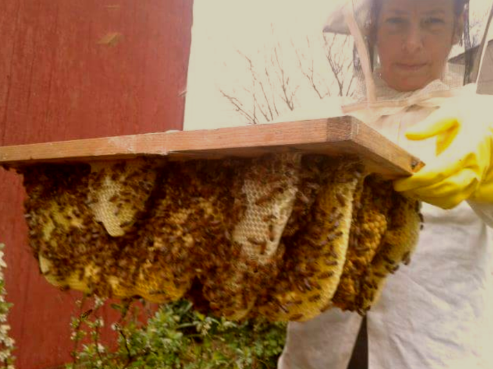 When Dianna Y. Bailey was watering her flowers, she was devestated to see bees paralyzed from mosquito spraying. (WYDaily/Courtesy Maureen Anderson)
