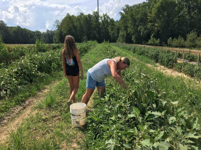 KelRae Farms in Toano is maintained by a staff that includes Gulden's family, a few local workers and students from William & Mary. (WYDaily/Alexa Doiron)