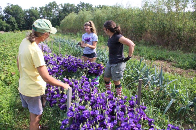 Amy Hicks, co-owner of Amy's Garden, not only grows produce on her farm, but a variety of different cut flowers that she sells at farmer's markets across the region. (WYDaily/Alexa Doiron)