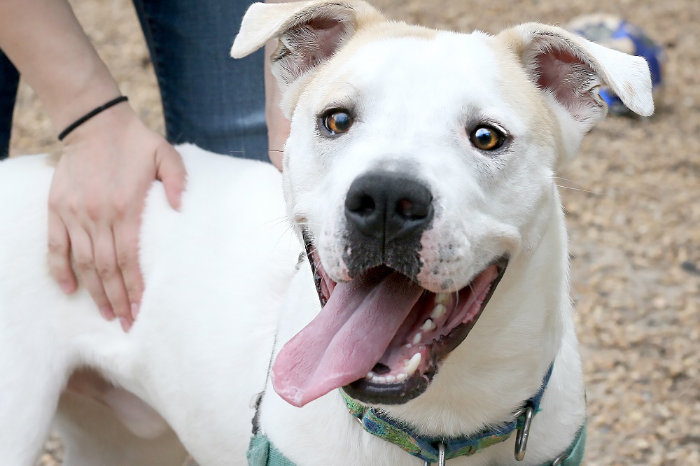 He's a saint! (WYdaily/Courtesy heritage Humane Society)