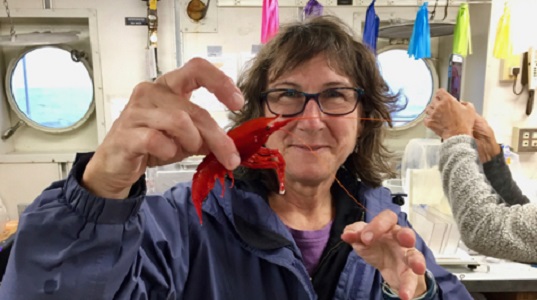 VIMS professor Deb Steinberg displays a deep-sea shrimp caught in a net tow during the EXPORTS expedition to the northeast Pacific Ocean. Because seawater readily absorbs red wavelengths, red animals in the deep sea appear black and are thus camouflaged from predators. (WYDaily/VIMS)