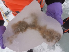 The alga Melosira arctica growing within a chunk of Arctic sea ice. (WYDaily/Courtesy Anique Stecher, Alfred Wegener Institute)