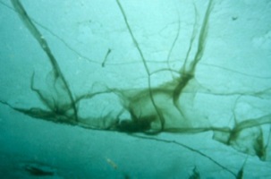 "Curtains" of the alga Melosira arctica grow within Arctic sea ice. The curtains are about three feet long. (WYDaily/Courtesy Julian Gutt, Alfred Wegener Institute)