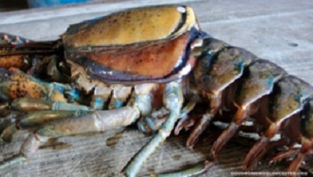 A molting lobster. When spring warmth --- a seasonal cue for lobster molting --- arrives earlier in the year, lobsters also molt earlier in the year, giving epizootic shell disease a jump start on its progression into and through the summer months. Photo (WYDaily/Joey Ciaramitaro/VIMS)