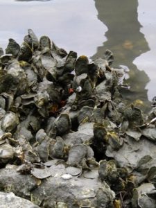 Oysters cannot survive prolonged exposure to fresh water. (WYDaily/R. Seitz/VIMS)