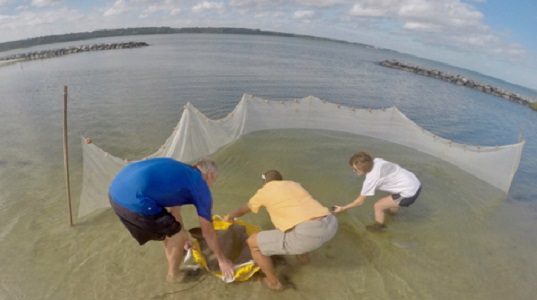 VIMS researchers Bob Fisher, Kevin Weng, and an unidentified colleague release an acoustically tagged cownose ray into the York River near the VIMS campus in Gloucester Point. (WYDaily/VIMS)