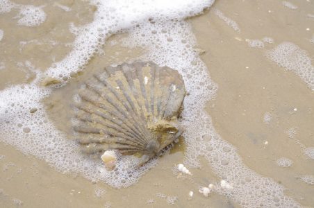 On Fossil Beach you may find the Virginia state fossil – the Chesapecten jeffersonius pictured above. Image courtesy York River State Park)