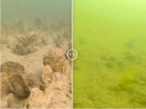Underwater images from Harris Creek, Maryland, a Chesapeake Bay tributary, show how water quality and marine diversity is enhanced by oyster-reef restoration. The left photo shows a restored Harris Creek reef while the right photo shows a nearby area where reef restoration activities did not take place. (WYDaily/Lisa Kellogg/VIMS)